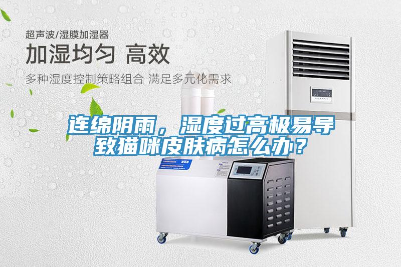 連綿陰雨，濕度過高極易導致貓咪皮膚病怎么辦？