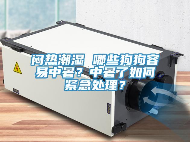 悶熱潮濕 哪些狗狗容易中暑？中暑了如何緊急處理？